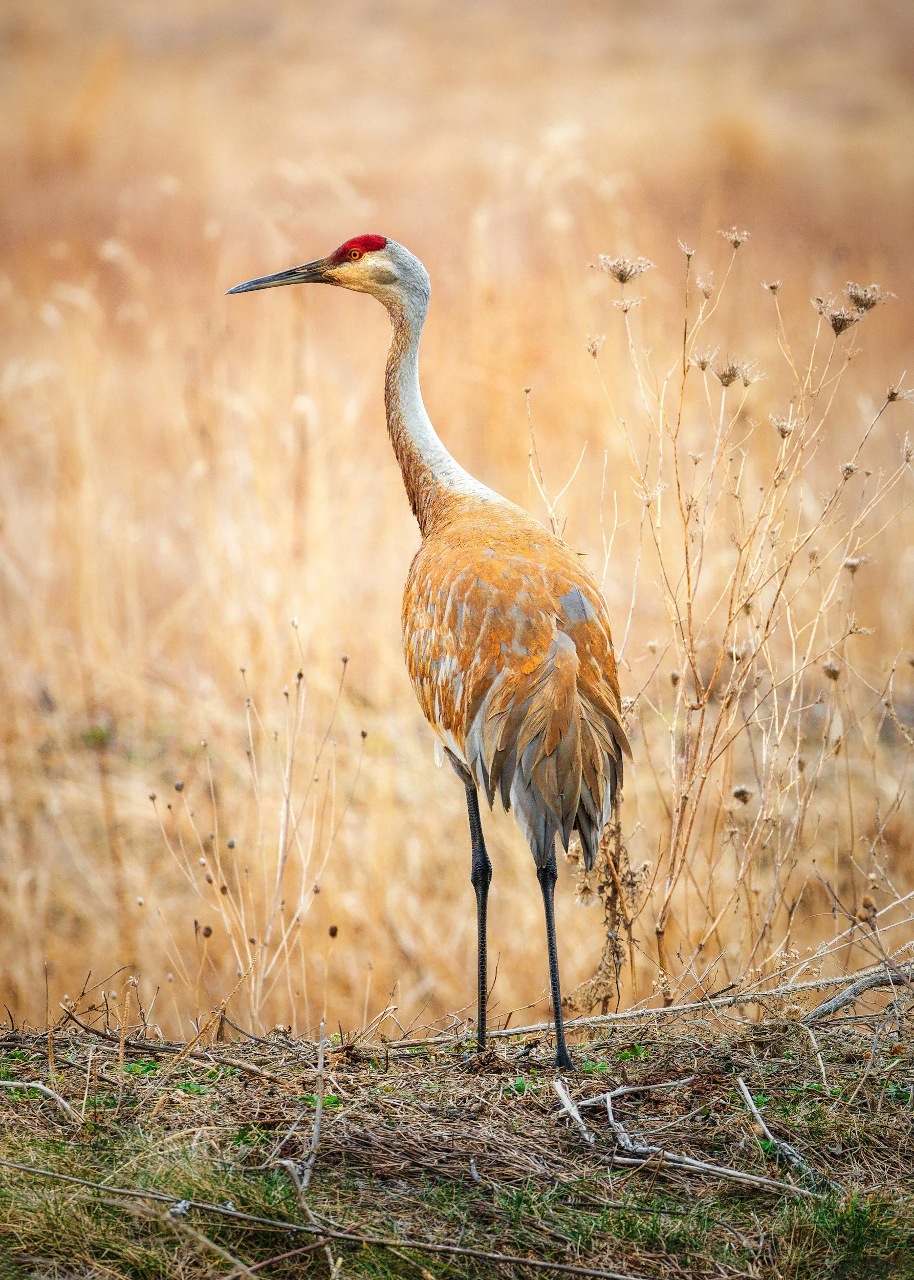 GLLT: All About Sandhill Cranes