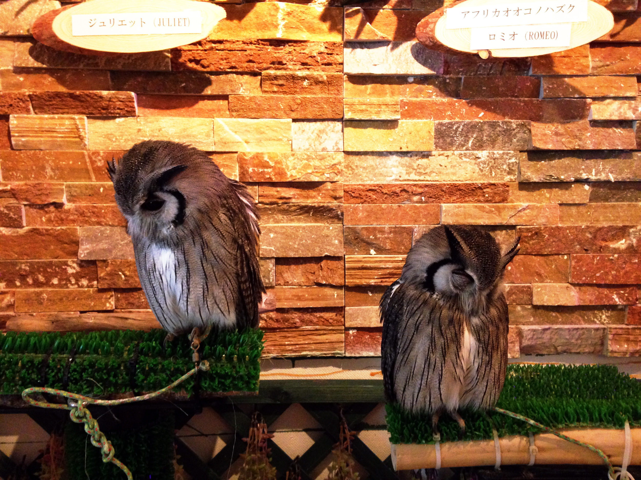 owl cafe