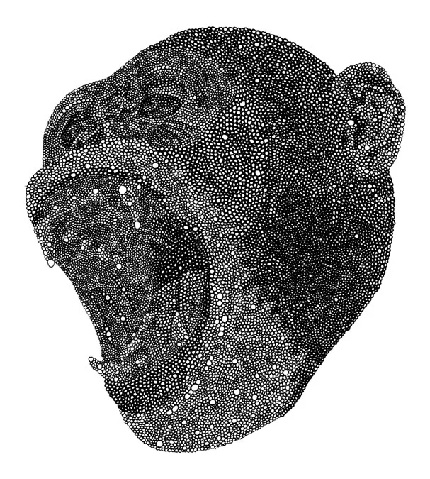 Chimp / pen on paper / 6.5" x 10" / 2011
