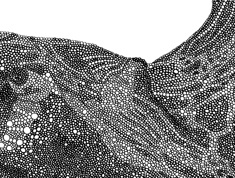 Stingray (detail) / pen on paper / 17" x 14" / 2011