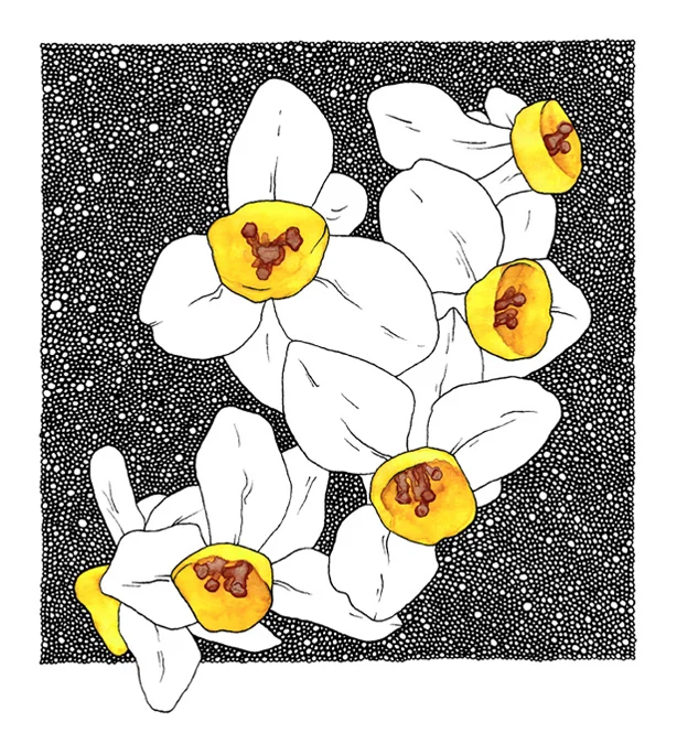 Jonquil / pen and watercolor on paper / 8" x 9" / 2011