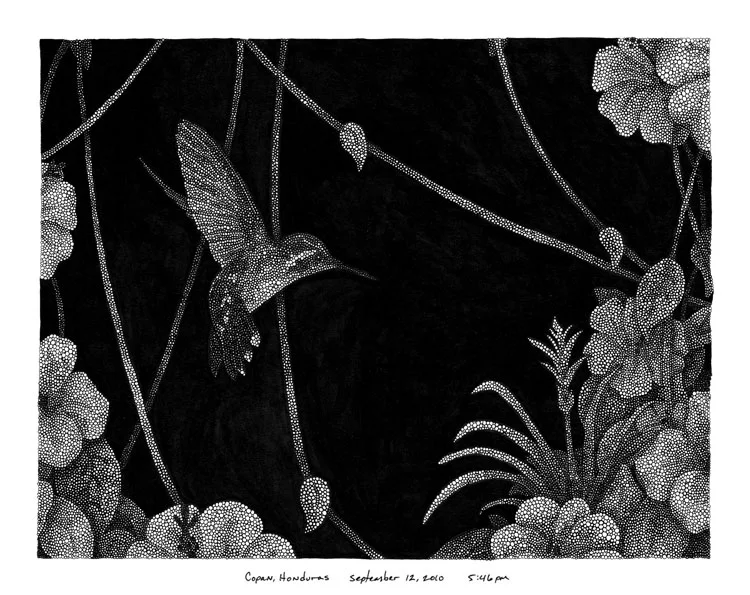 Copan / pen and ink on paper / 11.5" x 14.5" / 2014