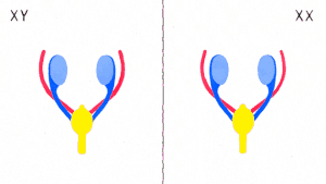 sex-explained-caresse-haaser