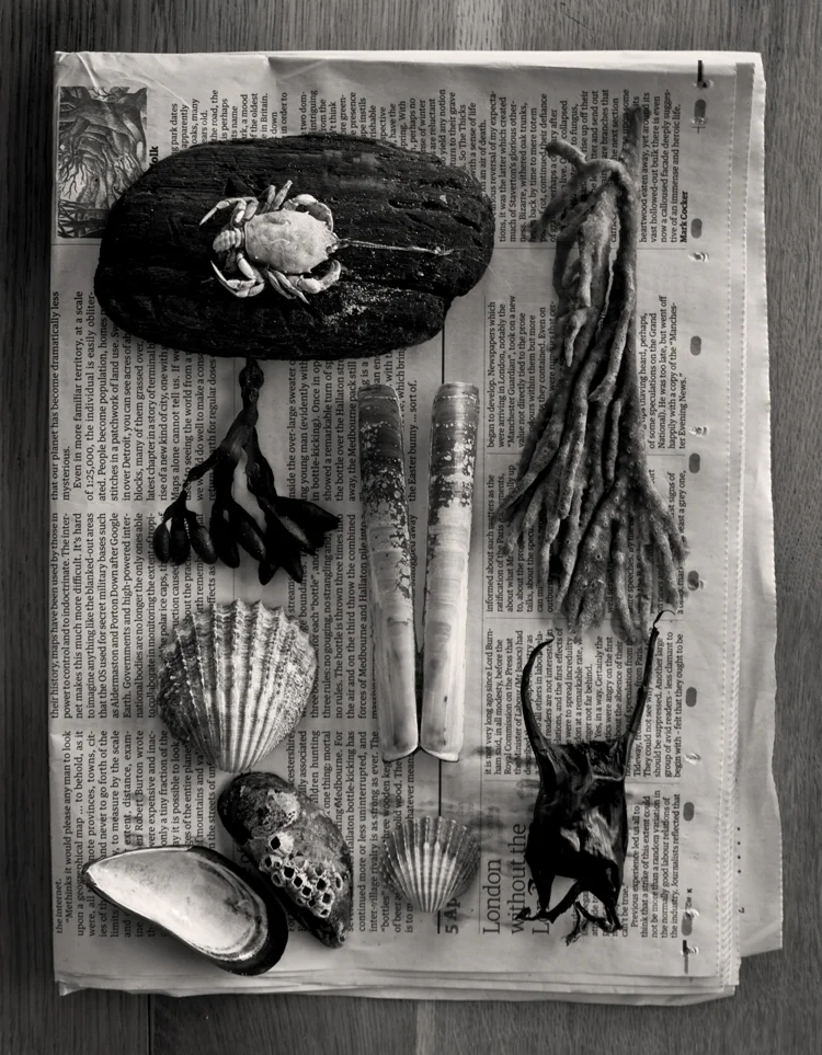 Camber Sands Collection