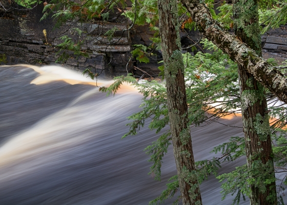 Trees Above Canyon Falls