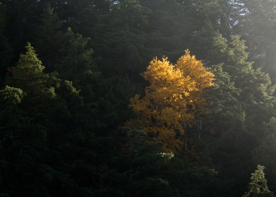 Autumn Birch