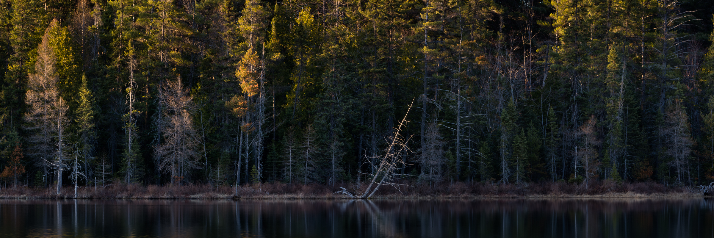 Hartwick Pines State Park #5