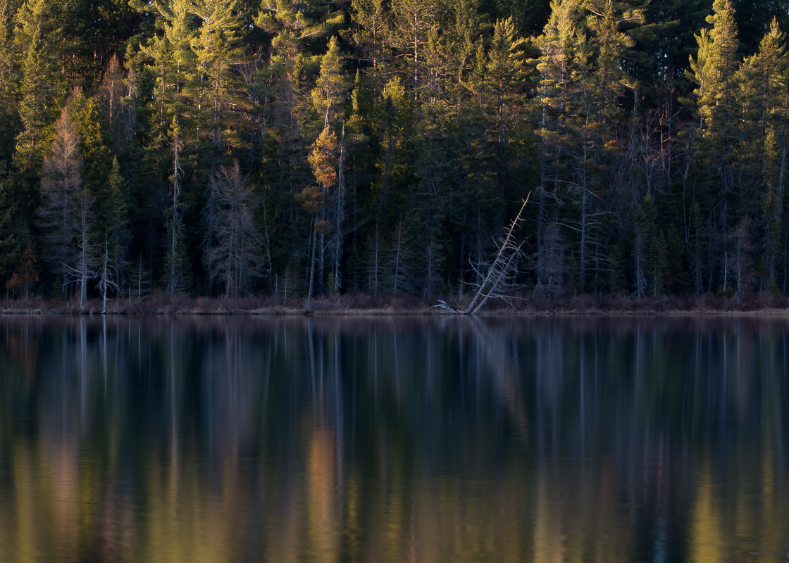 Hartwick Pines State Park