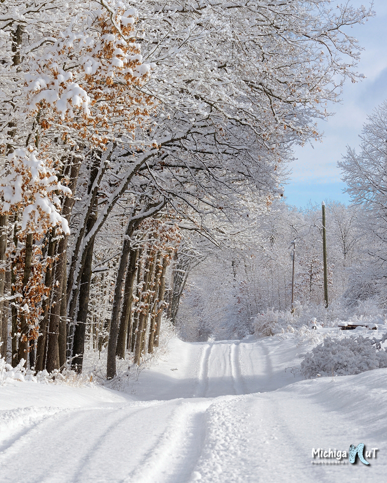 snowy winter trees along a Michigan back road.jpg