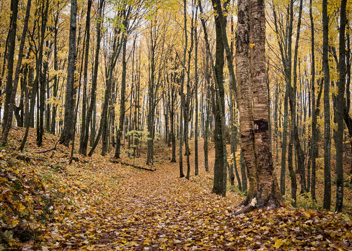 Trail to Miners Falls