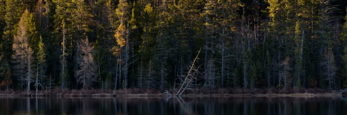 Hartwick Pines State Park #5