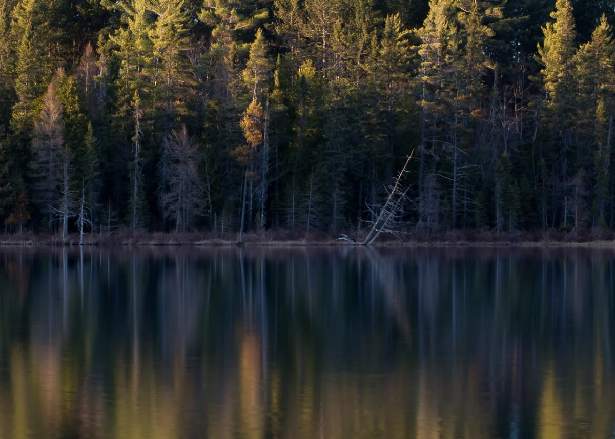 Hartwick Pines State Park #3