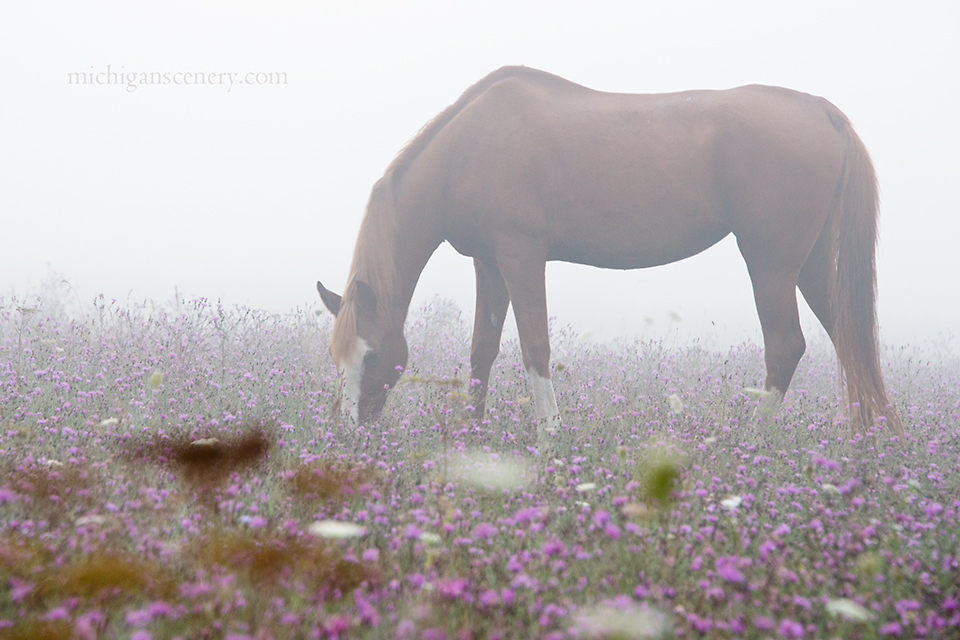 MI14-0575-6660 Misty Morning Meadow by Aubrieta V Hope Michigan Scenery.jpg