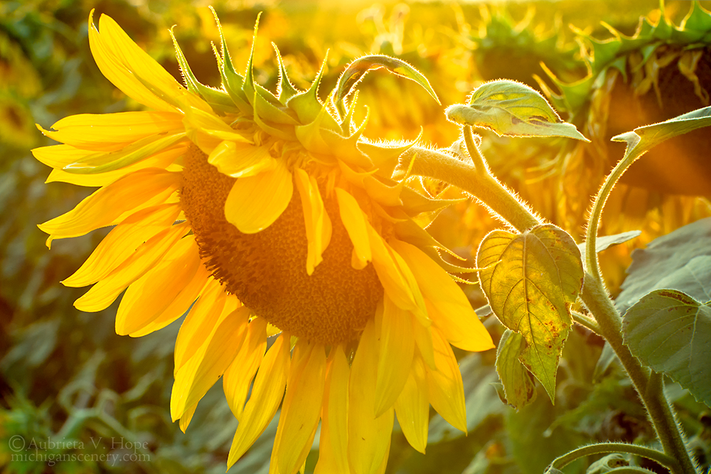MI14-0574-6163 Sunlit Sunflower by Aubrieta V Hope Michigan Scenery.jpg