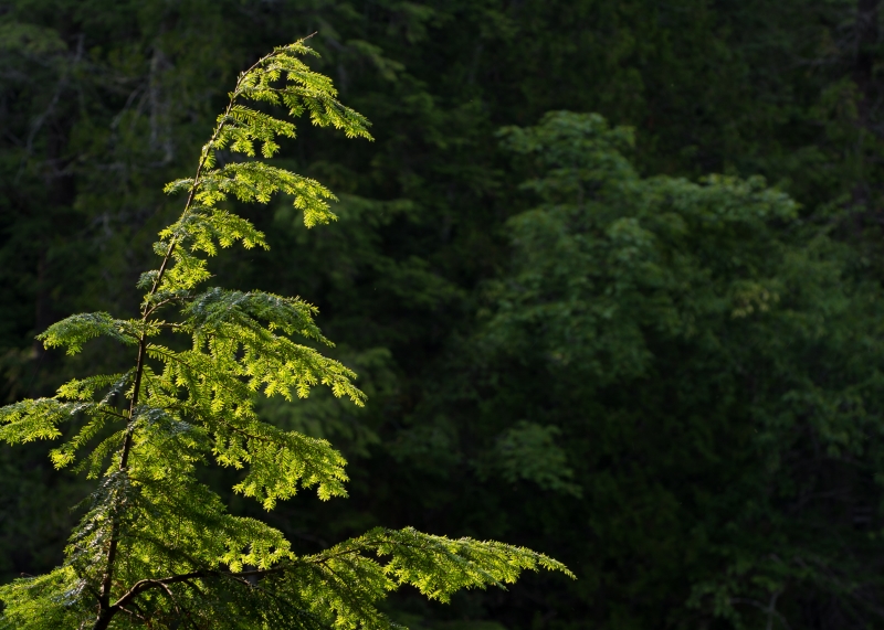 Tahquamenon Falls State Park #3