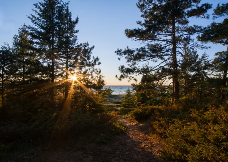 Wilderness State Park #3