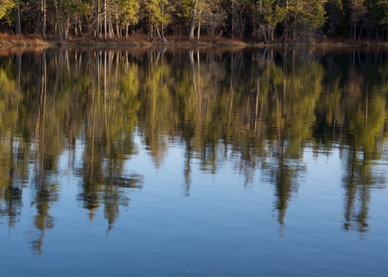 Hartwick Pines State Park #4