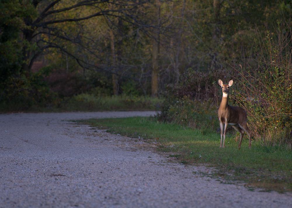 Sleepy Hollow State Park #3