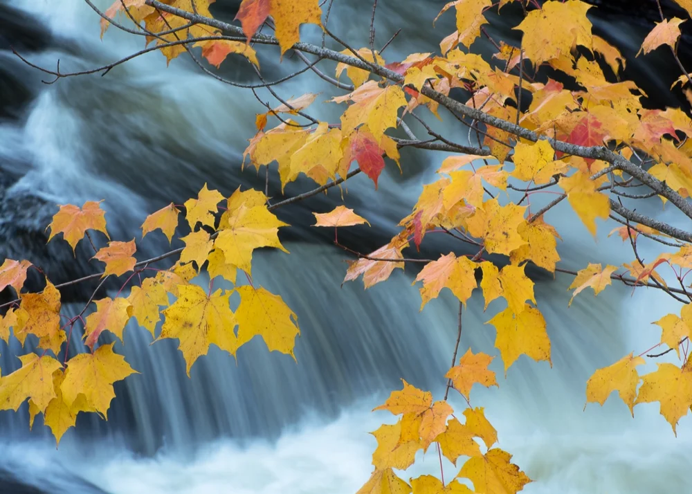 Porcupine Mountains State Park #5