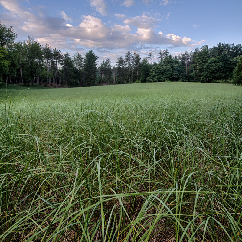 If A tree falls in a forest..... (Or, why you should quit photography)