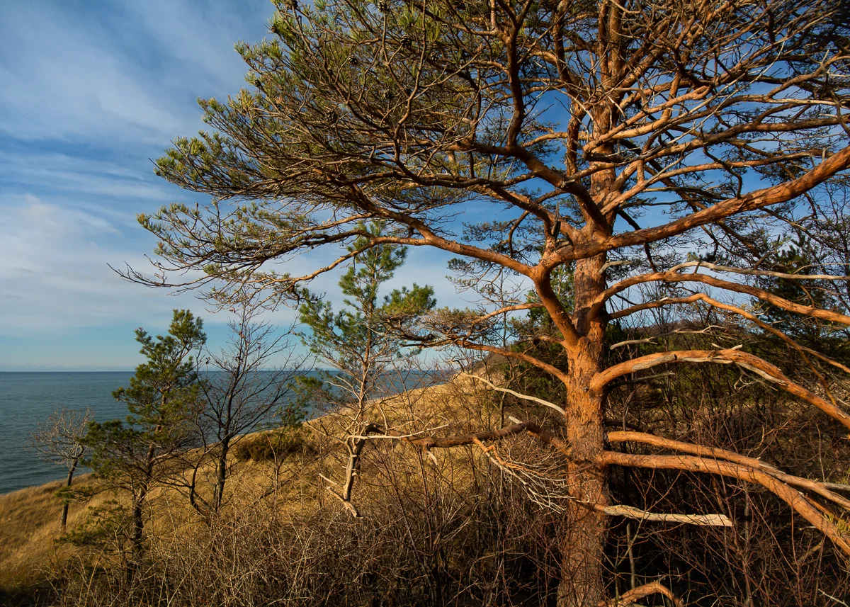 Saugatuck Dunes State Park #1