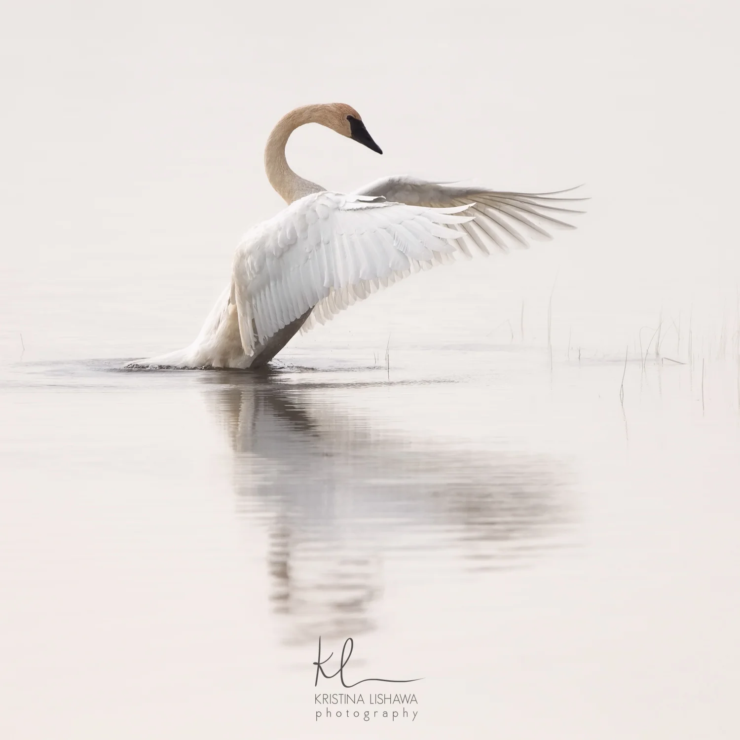 Dance Of The Trumpeter Swan