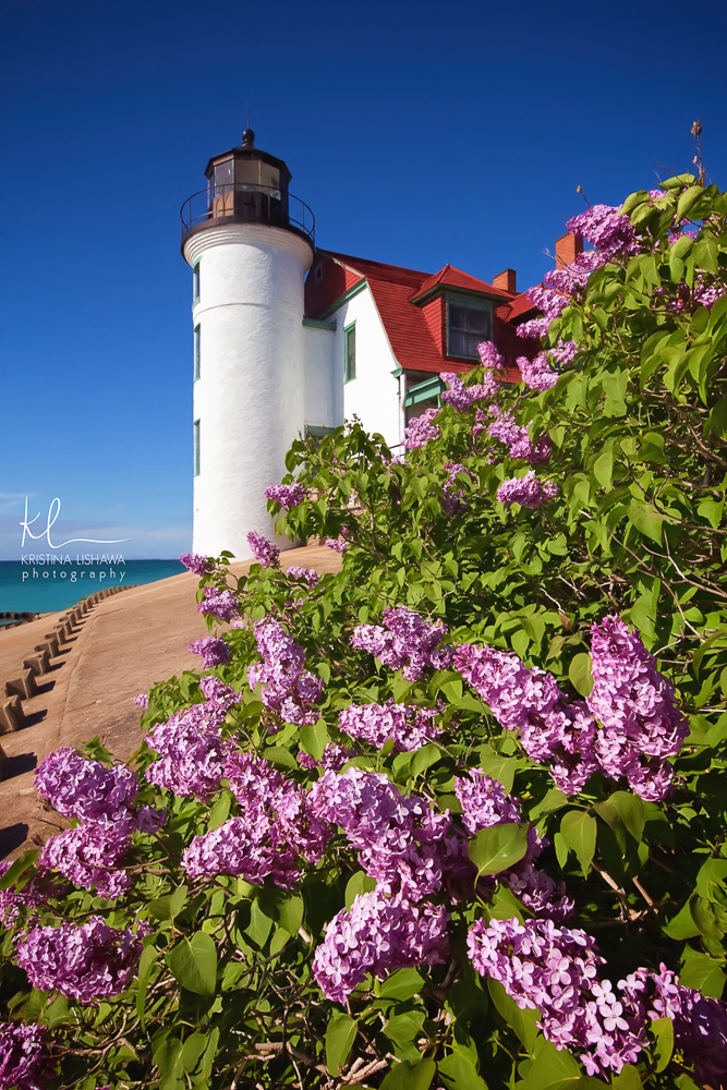 Lilacs at Point Betsie.jpg