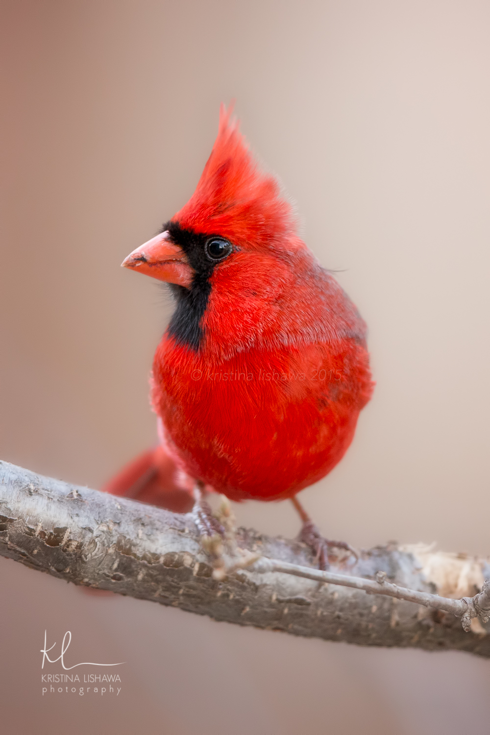 Male Cardinal.jpg