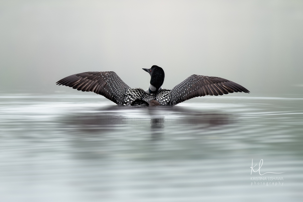 Graceful Loon.jpg