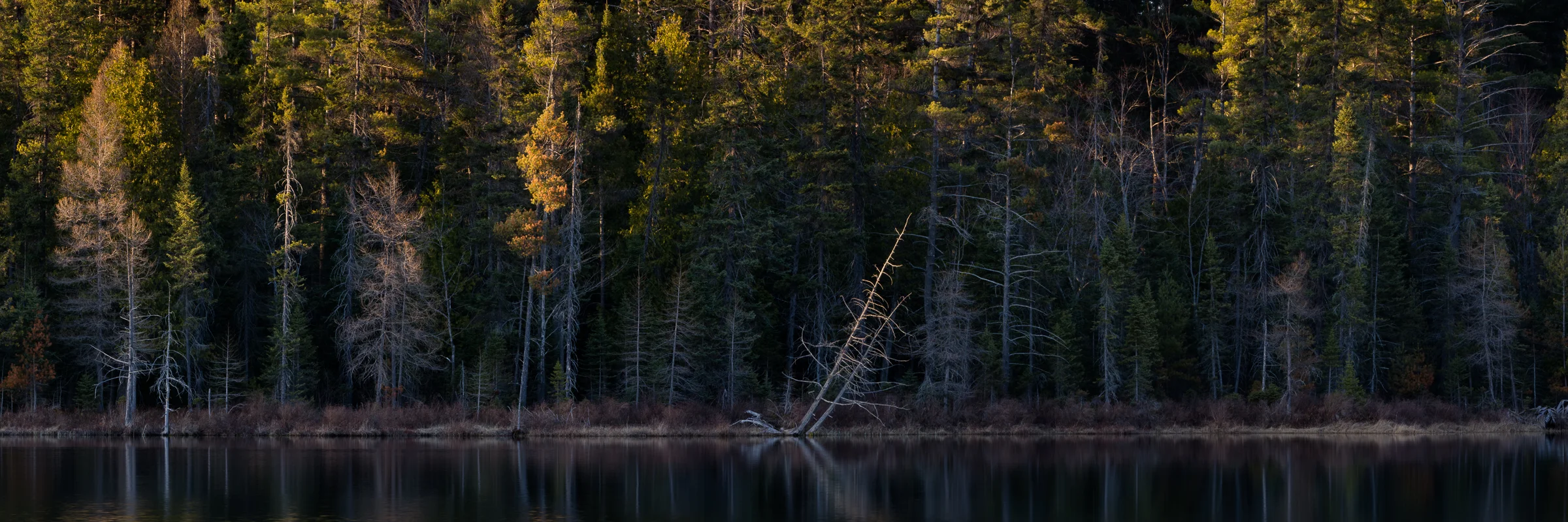 Hartwick Pines State Park #5
