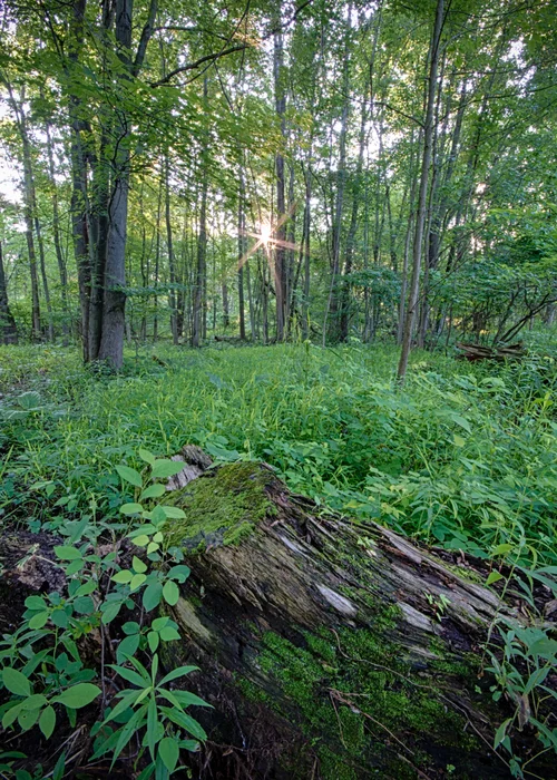 Sun & Forest