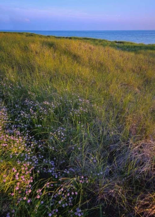 Beach Grass & Blossoms