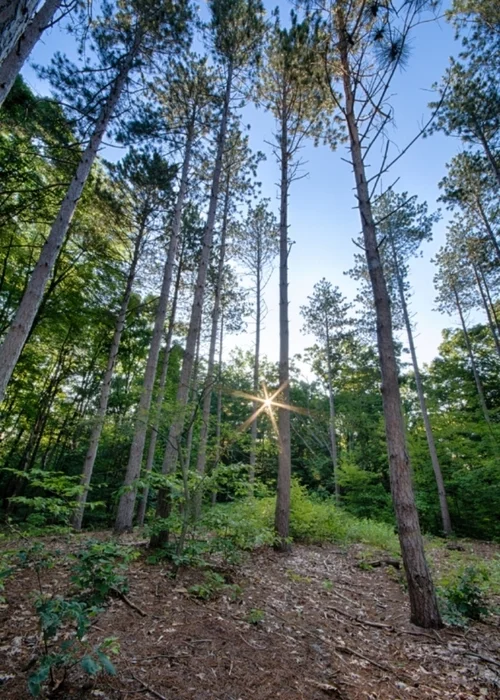Sun & Pines