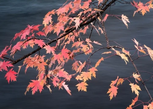 Fall Color, Huron River