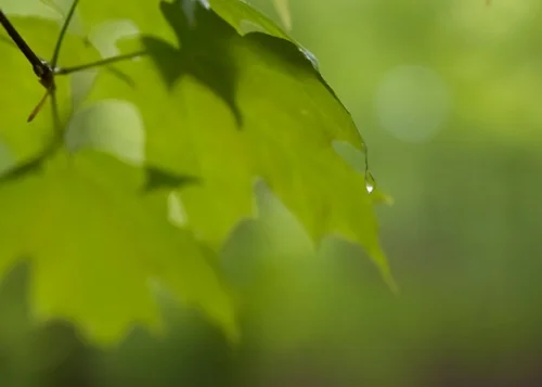 Leaf & Water