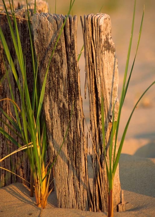Dune Grass & Piling