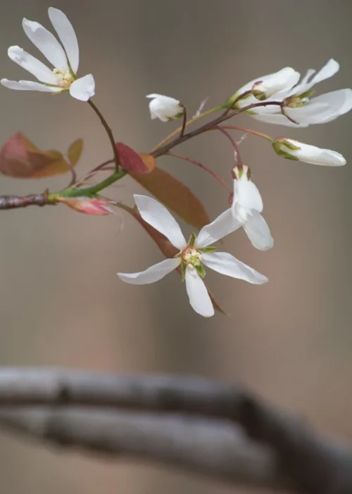Dogwood Blossoms