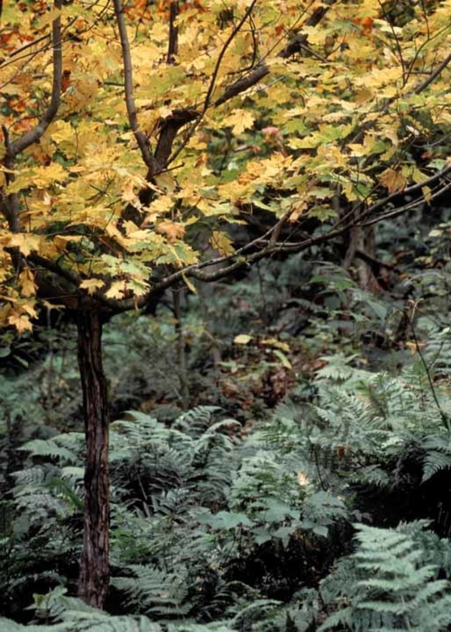Fall Color & Ferns