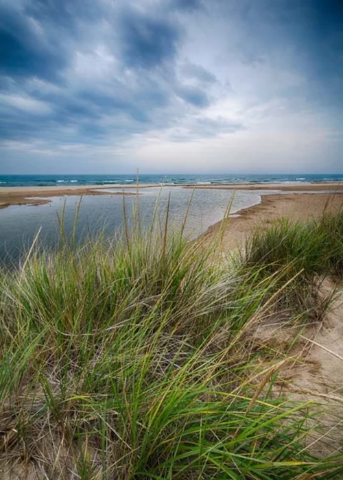 Dune Grass, Duck Lake State Park