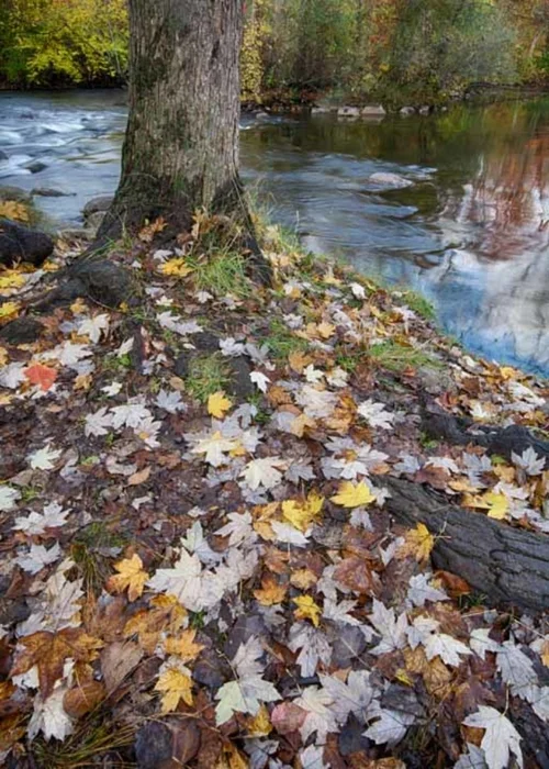 Fall Leaves, River Reflection