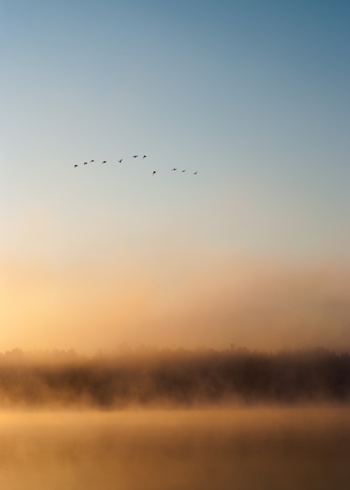 Ducks in Flight