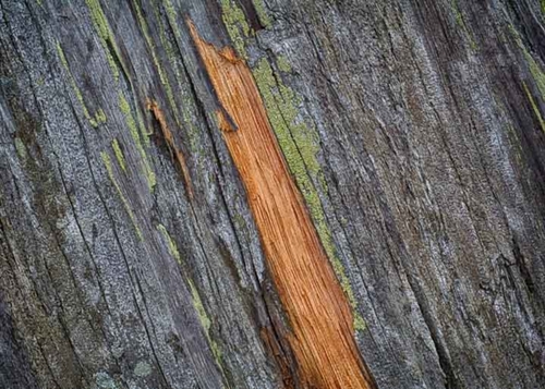 Beach Wood Detail