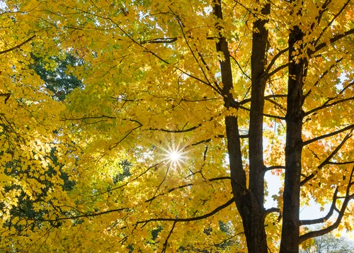 Autumn Yellows and Sun