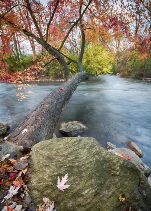 Fall Tree & Huron River