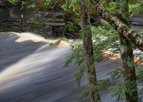 Trees above Canyon Falls