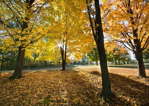 Morning Sun Through Autumn Trees