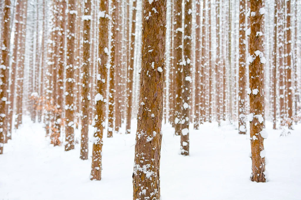 Hoffmaster_Snow_36_20171229-Edit-2.jpg