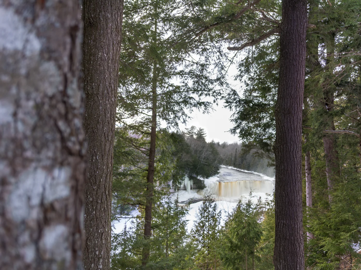 Tahquamenon Through The Forest