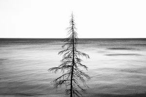 Pine and Lake Superior