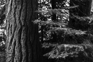 Tree Detail. Marquette.